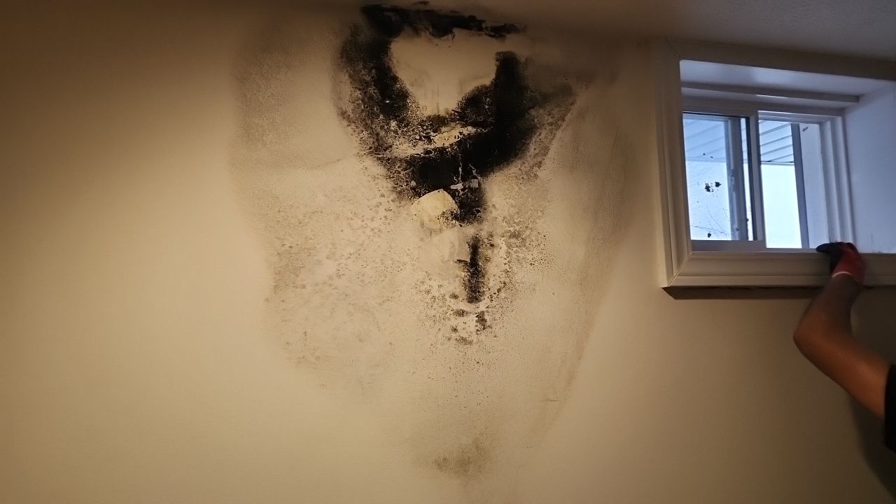 Mold Remediation