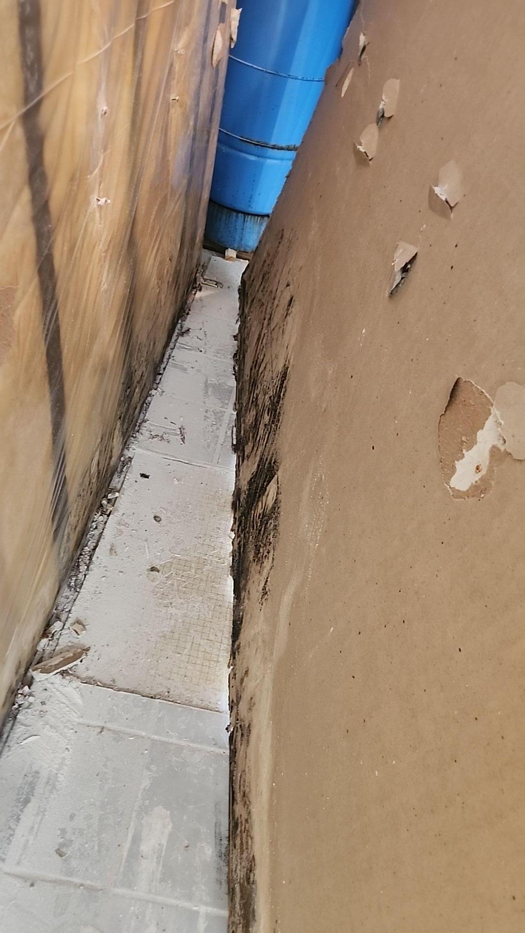 Mold Remediation