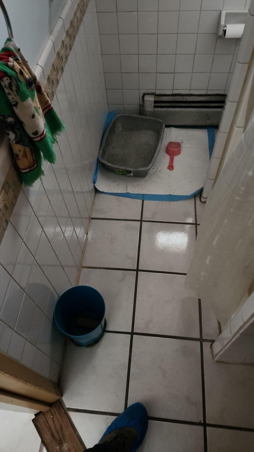 Mold Remediation