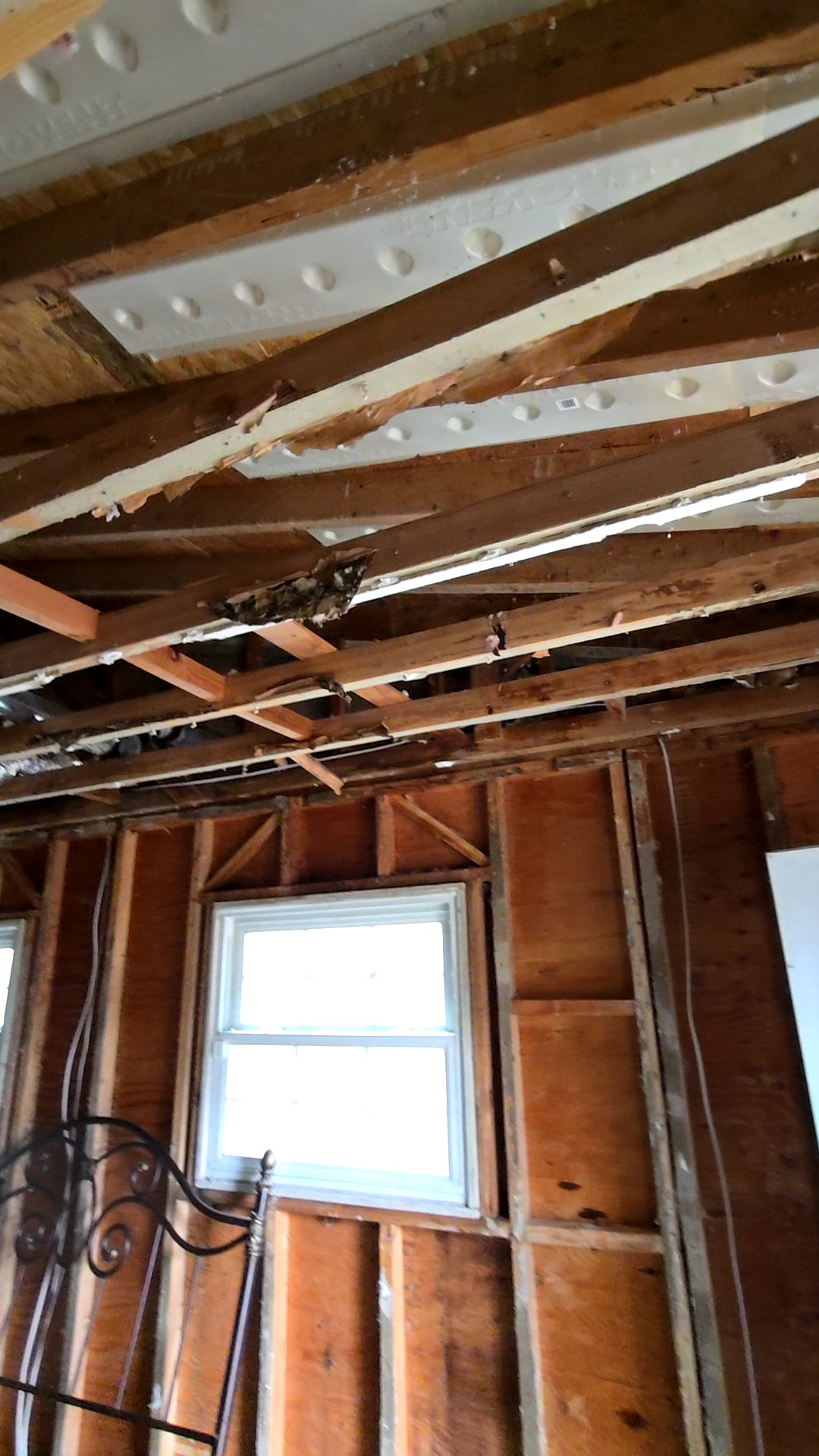 Mold Remediation